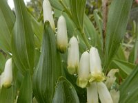 Polygonatum odoratum 32, Welriekende salomonszegel, Saxifraga-Ed Stikvoort