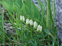 Polygonatum odoratum 37, Welriekende salomonszegel, Saxifraga-Harry Jans
