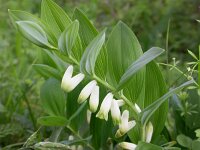 Polygonatum odoratum 4, Welriekende salomonszegel, Saxifraga-Peter Meininger