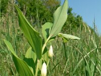Polygonatum odoratum 6, Welriekende salomonszegel, Saxifraga-Jan Willem Jongepier
