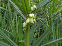 Polygonatum verticillatum 18, Kranssalomonszegel, Saxifraga-Ed Stikvoort : Col du Béal en omgeving richting Chamazel