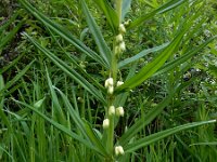 Polygonatum verticillatum 19, Kranssalomonszegel, Saxifraga-Ed Stikvoort : 12 juni 2024 Col du Béal en richting Chamazel