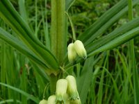 Polygonatum verticillatum 20, Kranssalomonszegel, Saxifraga-Ed Stikvoort : 12 juni 2024 Col du Béal en richting Chamazel