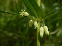 Polygonatum verticillatum 21, Kranssalomonszegel, Saxifraga-Ed Stikvoort