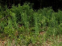 Polygonatum verticillatum 22, Kranssalomonszegel, Saxifraga-Ed Stikvoort