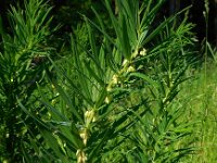 Polygonatum verticillatum 24, Kranssalomonszegel, Saxifraga-Ed Stikvoort