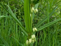 Polygonatum verticillatum 26, Kranssalomonszegel, Saxifraga-Ed Stikvoort : 12 juni 2024 Col du Béal en richting Chamazel