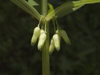 Polygonatum verticillatum 4, Kranssalomonszegel, Saxifraga-Jan van der Straaten