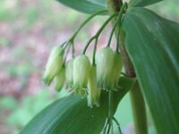 Polygonatum verticillatum 8, Kranssalomonszegel, Saxifraga-Rutger Barendse