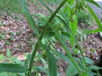 Polygonatum verticillatum 9, Kranssalomonszegel, Saxifraga-Rutger Barendse