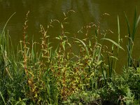 Polygonum hydropiper 7, Waterpeper, Saxifraga-Ed Stikvoort