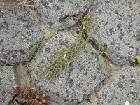 Polygonum oxyspermum ssp raii 8, Zandvarkensgras, Saxifraga-Ed Stikvoort