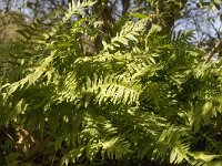 Polypodium cambricum 15, Saxifraga-Jan van der Straaten