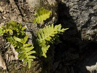 Polypodium cambricum 16, Saxifraga-Jan van der Straaten