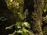 Polypodium cambricum 19, Saxifraga-Jan van der Straaten