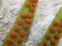 Polypodium cambricum 27, Saxifraga-Peter Meininger