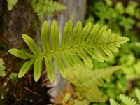 Polypodium cambricum 33, Gedrongen eikvaren, Saxifraga-Ed Stikvoort