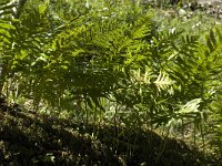 Polypodium cambricum 8, Saxifraga-Willem van Kruijsbergen
