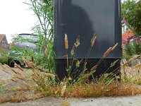 Polypogon fugax 2, Saxifraga-Ed Stikvoort