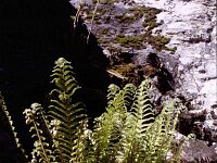 Polystichum setiferum 2, Zachte naaldvaren, Saxifraga-Rutger Barendse