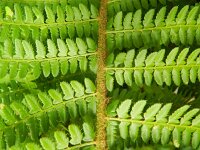 Polystichum setiferum 4, Zachte naaldvaren, Saxifraga-Rutger Barendse