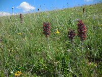Pontechium maculatum 2, Saxifraga-Ed Stikvoort