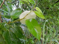 Populus deltoides 2, Amerikaanse populier, Saxifraga-Rutger Barendse