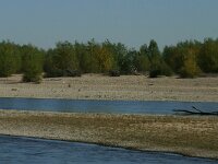 Populus nigra 10, Zwarte populier, Saxifraga-Dirk Hilbers