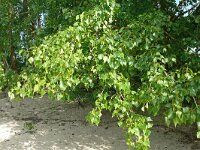 Populus nigra 13, Zwarte populier, Saxifraga-Hans Grotenhuis