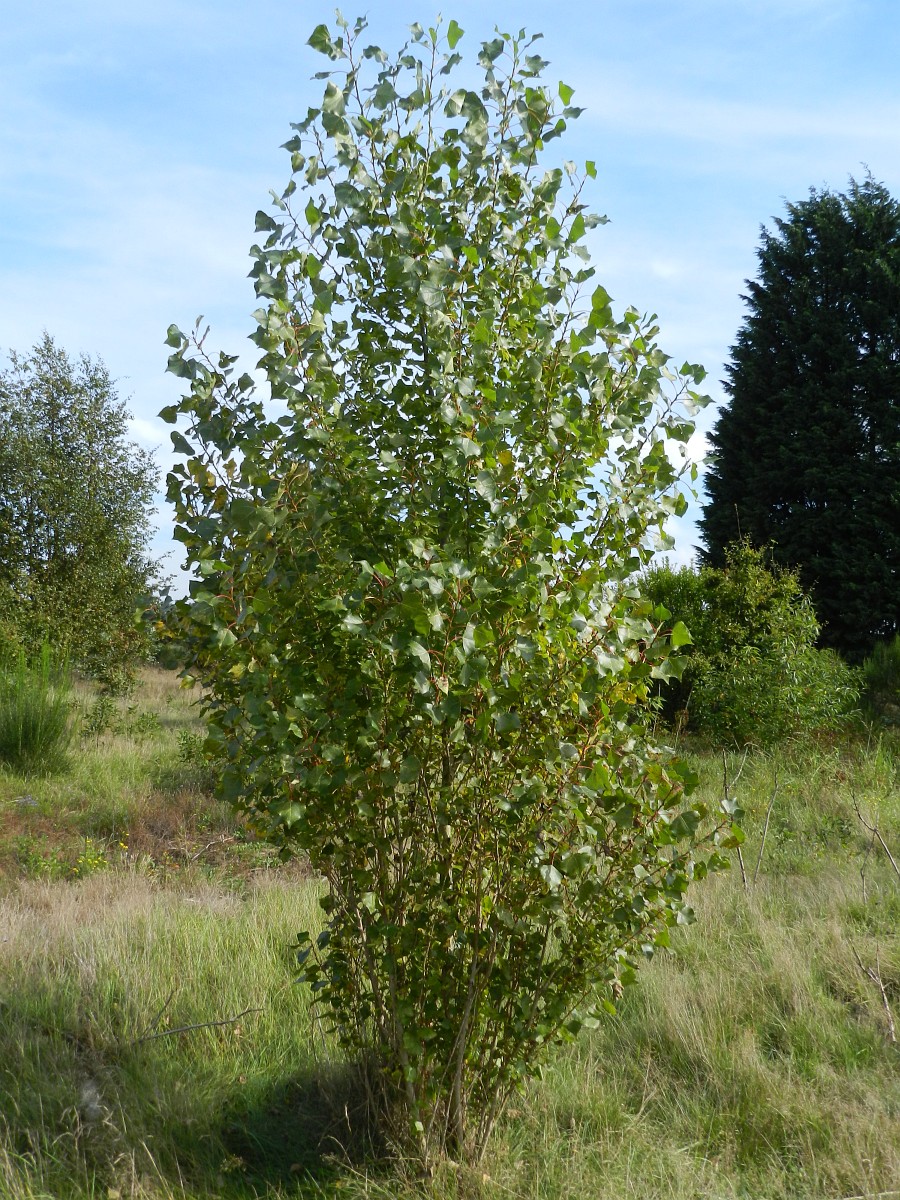 Populus nigra, Black Poplar