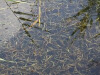 Potamogeton compressus 3, Plat fonteinkruid, Saxifraga-Peter Meininger