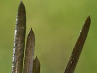 Potamogeton compressus 4, Plat fonteinkruid, Saxifraga-Peter Meininger