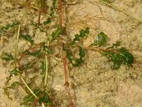 Potamogeton crispus 7, Gekroesd fonteinkruid, Saxifraga-Hans Grotenhuis