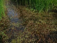 Potamogeton crispus 8, Gekroesd fonteinkruid, Saxifraga-Ed Stikvoort
