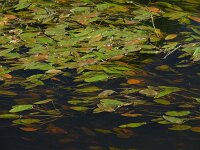 Potamogeton natans 18, Drijvend fonteinkruid, Saxifraga-Ed Stikvoort