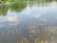 Potamogeton nodosus 5, Rivierfonteinkruid, Saxifraga-Rutger Barendse