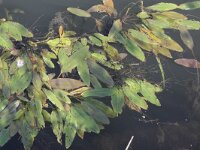 Potamogeton nodosus 7, Rivierfonteinkruid, Saxifraga-Rutger Barendse