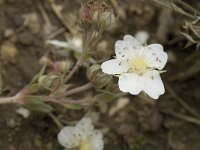 Potentilla alchemilloides 2, Saxifraga-Jan van der Straaten