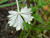 Potentilla argentea 17, Viltganzerik, Saxifraga-Ed Stikvoort
