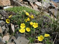 Potentilla frigida 3, Saxifraga-Jeroen Willemsen
