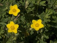 Potentilla fruticosa 2, Saxifraga-Jan van der Straaten