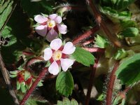 Potentilla micrantha 8, Saxifraga-Jasenka Topic