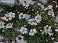 Potentilla nitida 10, Saxifraga-Harry Jans