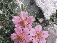 Potentilla nitida 2, Saxifraga-Eugen Schaub
