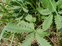 Potentilla recta 14, Rechte ganzerik, Saxifraga-Rutger Barendse