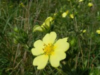 Potentilla recta 15, Rechte ganzerik, Saxifraga-Rutger Barendse