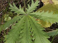 Potentilla recta 3, Rechte ganzerik, Saxifraga-Rutger Barendse