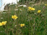 Potentilla recta 5, Rechte ganzerik, Saxifraga-Jan Willem Jongepier