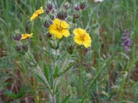 Potentilla recta 6, Rechte ganzerik, Saxifraga-Ed Stikvoort