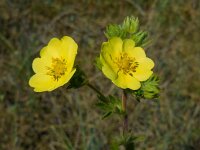 Potentilla recta 9, Rechte ganzerik, Saxifraga-Ed Stikvoort